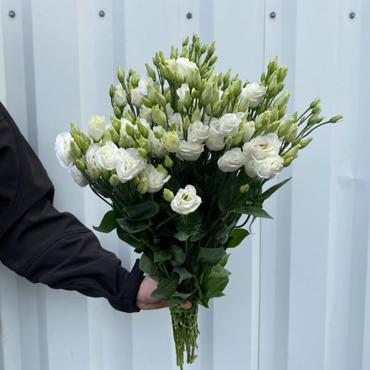 Lysianthus