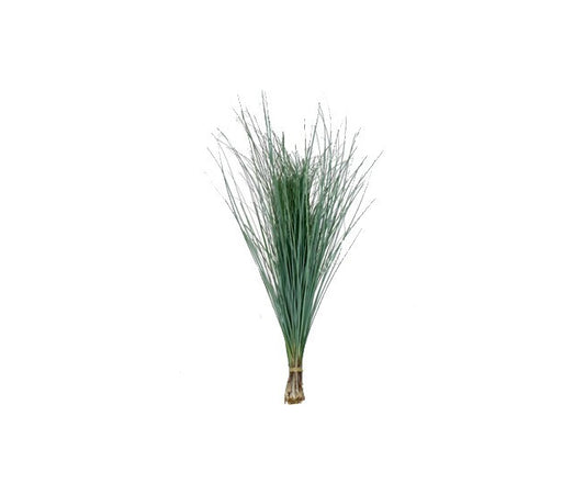 Beargrass