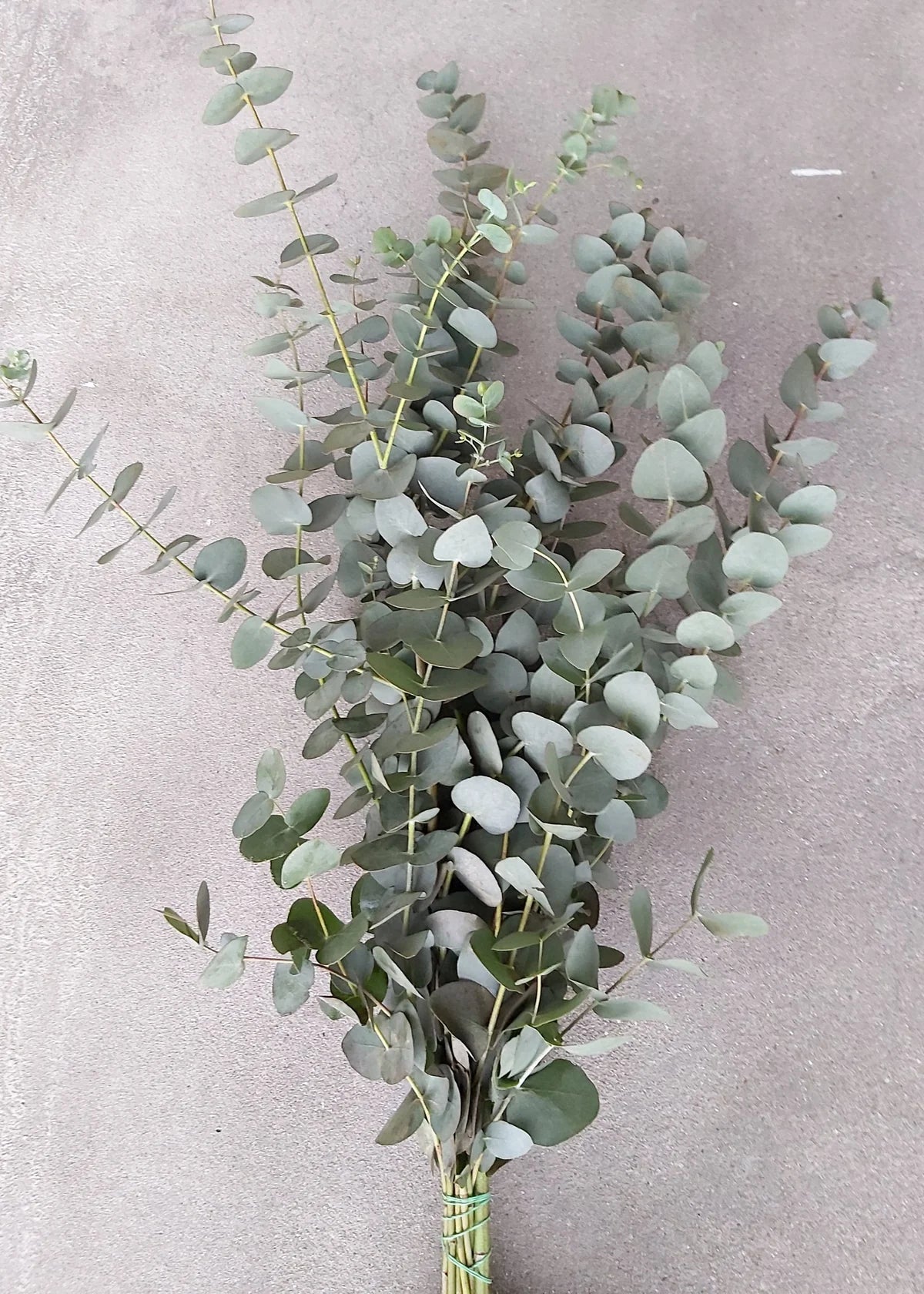Eucalyptus
