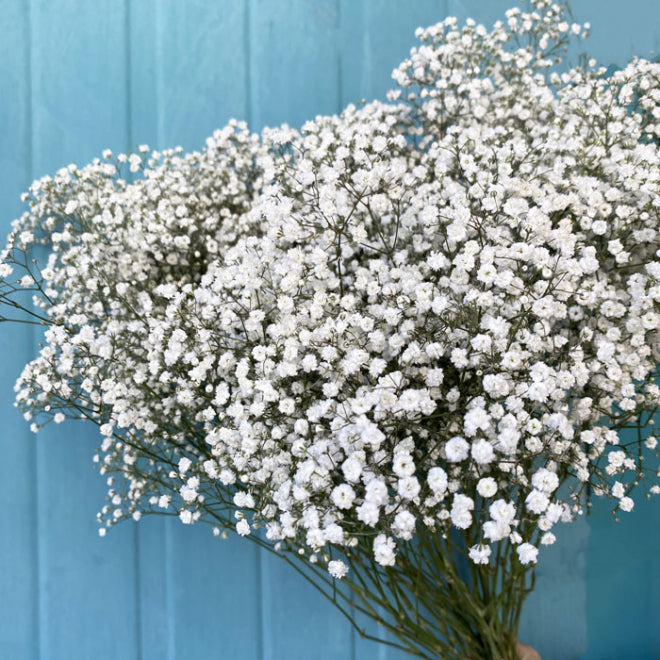 Gypsophile