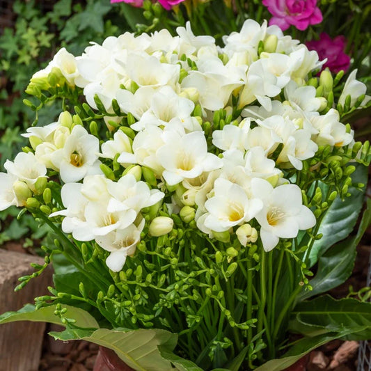 Freesia