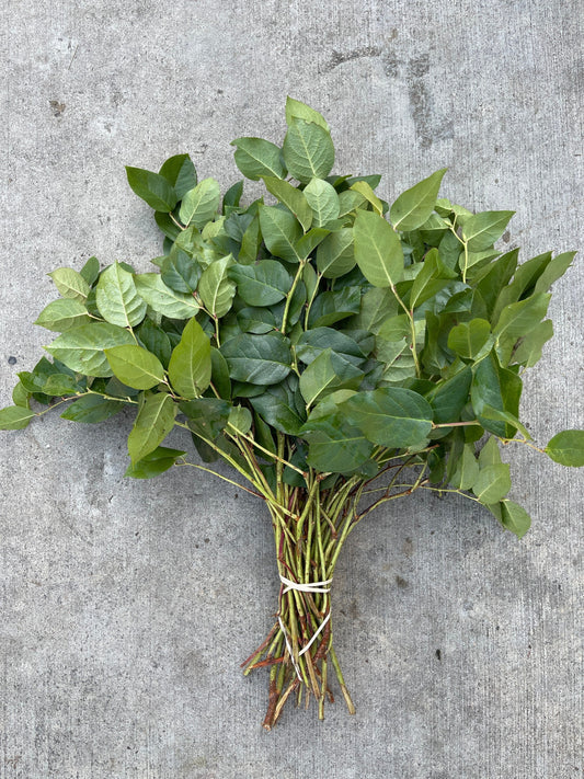 Salal Feuillage