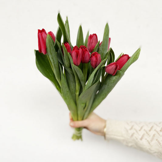 Tulipes