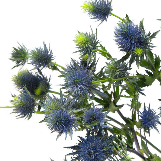 Chardon Bleu