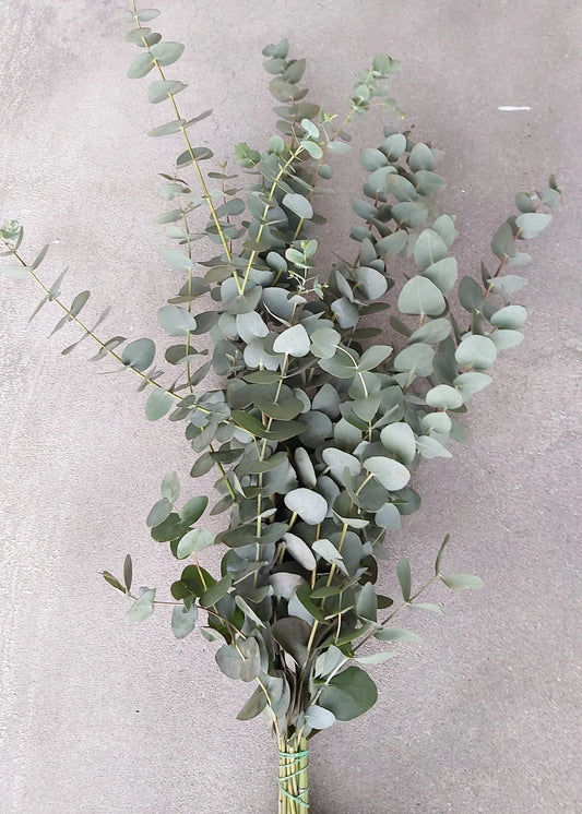 Eucalyptus