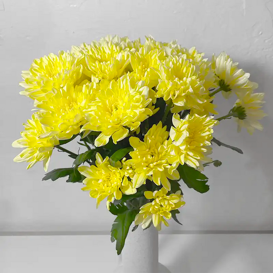Chrysanthème Ramifiés